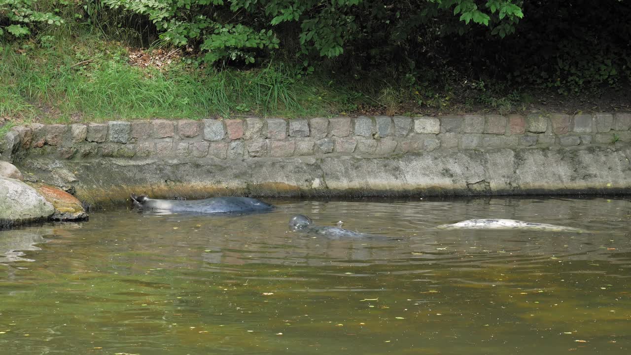 폴란드의 그단스크 동물원 내부 연못에 있는 회색 물개 두 마리