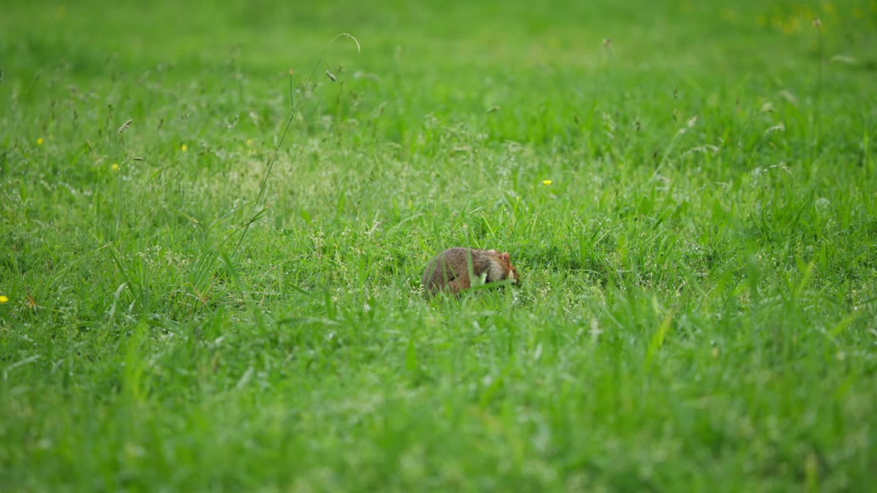 European hamster sits upright, eats with paws, then forages in grass