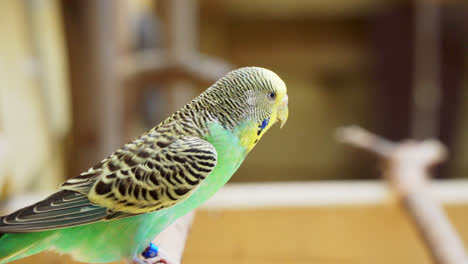 Background-out-of-focus-and-a-shell-parrot-budgie-parakeet-on-a-branch