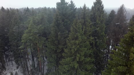 a vertical inspection of pines and spruces in a snowfall