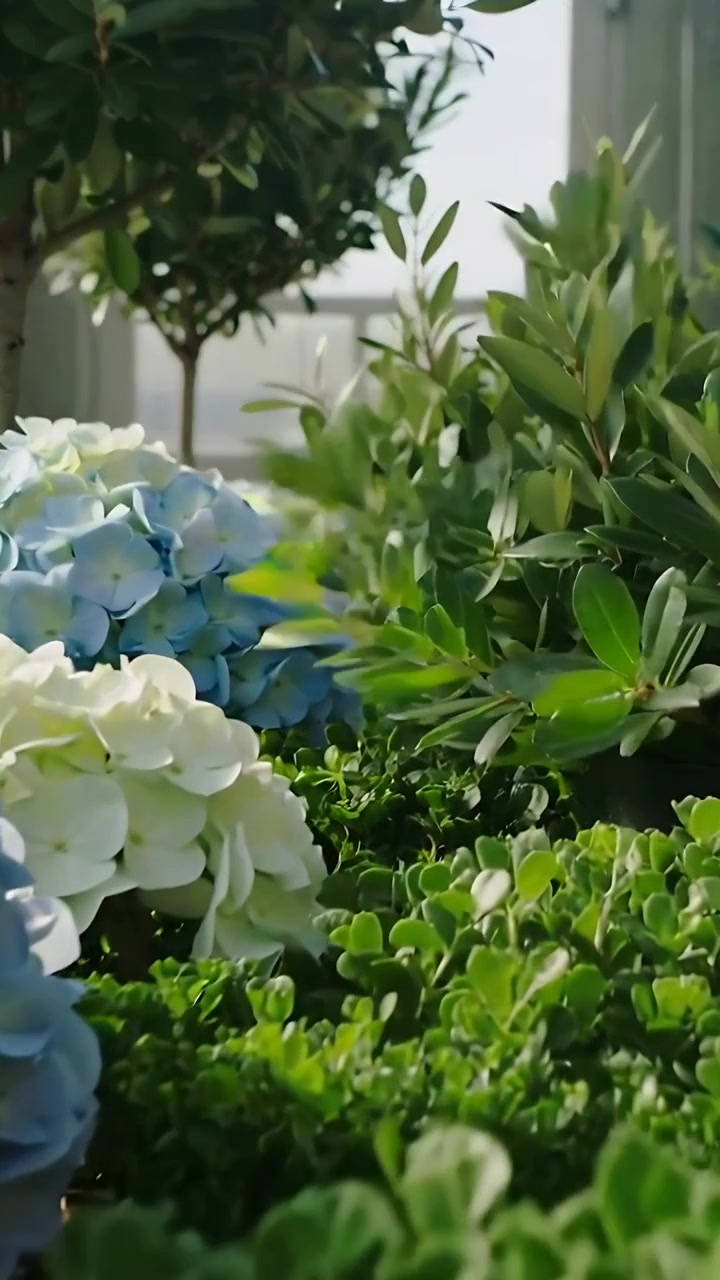 Vertical video: Lifting florist hands placing blue hydrangea among topiary in greenhouse for sale