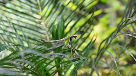 Macro-shot-of-a-peacock-praying-mantis-Pseudempusa-pinnapavonis-swaying-on-palm-leaves-in-tropical-rainforest-Thailand