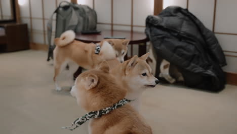 Entzückende-Miniatur-Shiba-Hunde,-Die-In-Einem-Hundecafé-In-Kyoto,-Japan,-Umherwandern-Und-Sich-Umsehen