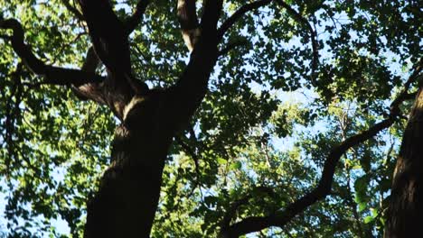 silhouetted tree on a lovely summers day, panning round