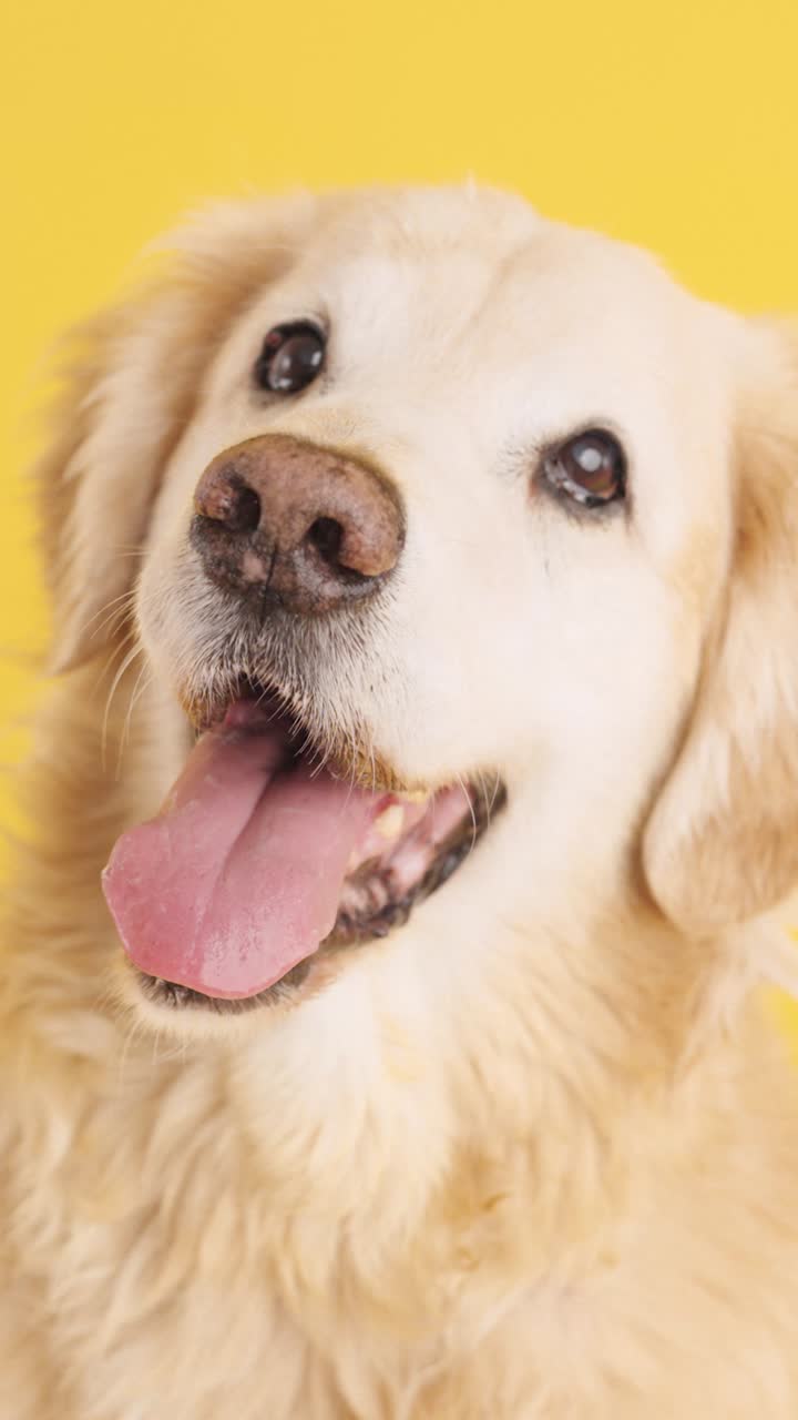 Close-up of a happy golden retriever with tongue out on a yellow background