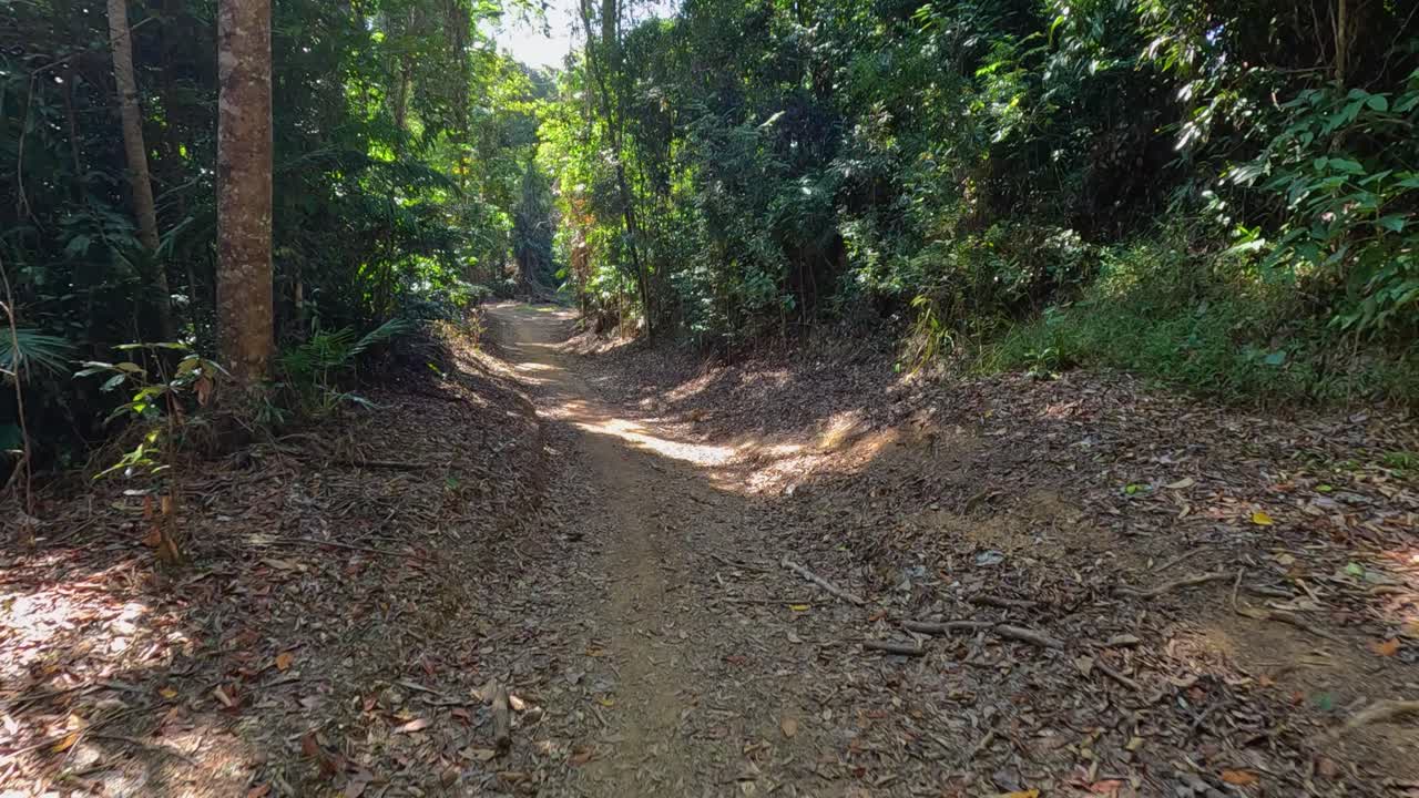 A serene walk along a sun-dappled trail in a dense rainforest, capturing the interplay of light and nature