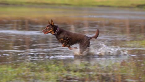 perro rojo y canela que sale corriendo de estar sentado, corriendo a través de aguas poco profundas, disminuyendo la velocidad para vadear