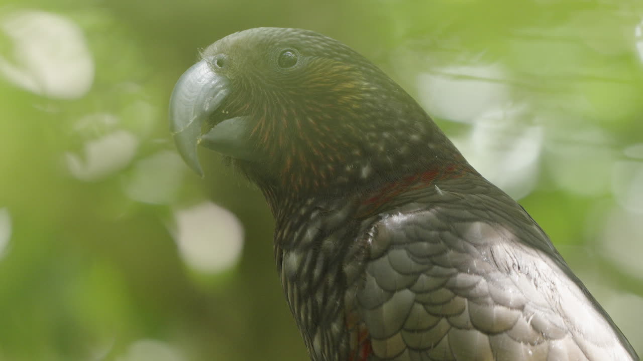 Pappagallo Kaka della Nuova Zelanda su un albero nella foresta a Wellington, Nuova Zelanda