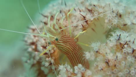 Pequeño-Camarón-Limpiador-De-Menta-Con-Rayas-Rojas-Se-Esconde-En-Coral-Blando-Mueve-La-Antena