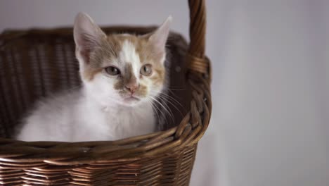 lindo gatito blanco y jengibre en una canasta de tiro medio