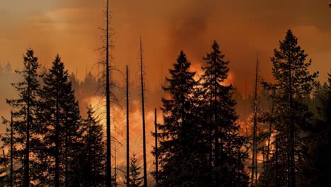 majestic forest in flames: a captivating view of the battle between nature's resilience and the devastating power of wildfires amidst a smoky horizon