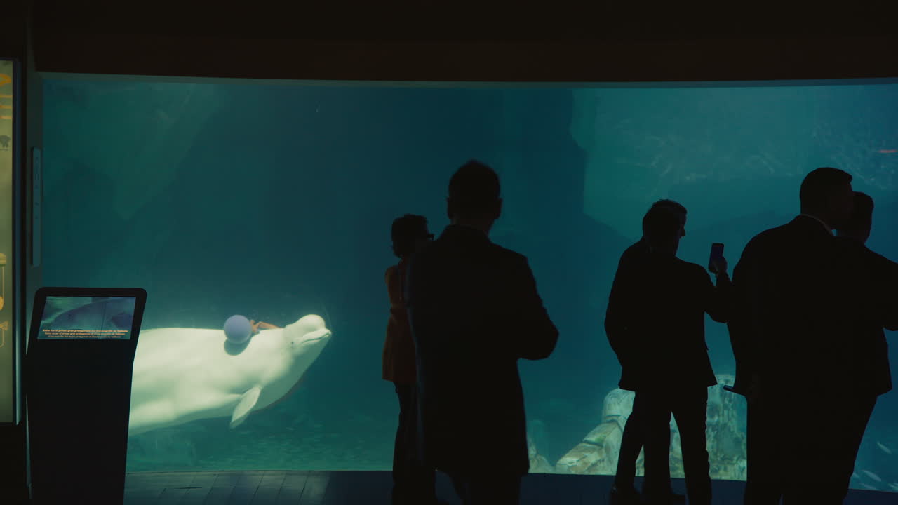 Silhouetten von Menschen, die einen Belugawal in einem Aquarium schwimmen sehen
