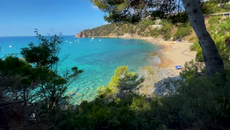beautiful virgin beach with transparent turquoise waters lush vegetation of pine trees and rocks yellow sand few people gerona catalonia mediterranean panoramic views tossa de mar cove llevad?