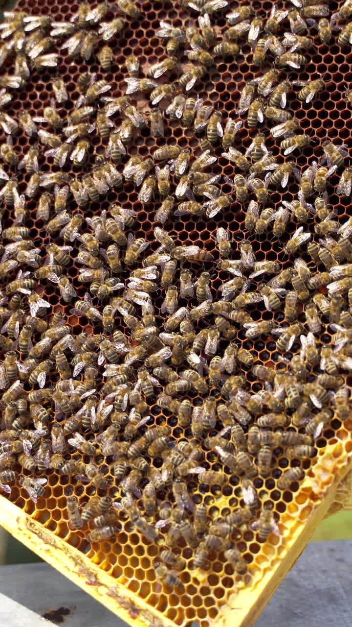 Bees producing honey. Honeycomb with bees. Beekeeper's hands holding frame full of bees and honey on apiary. Close-up. Vertical video