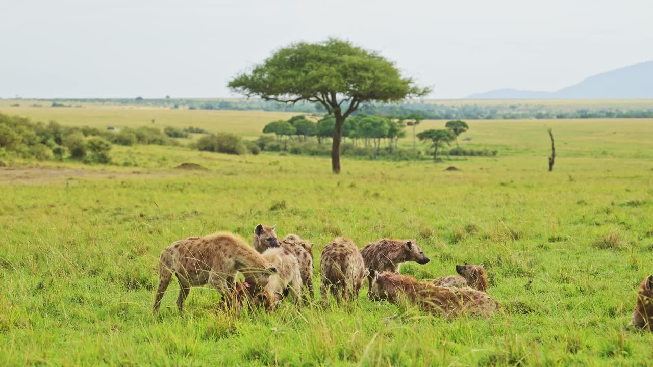 disparo en cámara lenta de una manada de hienas extendidas sobre una presa en exuberantes praderas, vida silvestre africana alimentándose en el masai mara, kenia, áfrica animales de safari buscando comida en el masai mara