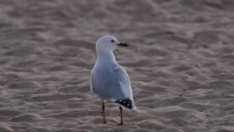la gaviota de pie en una playa de arena, melbourne