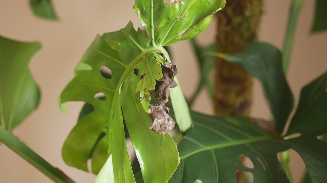 Damaged Monstera Leaf