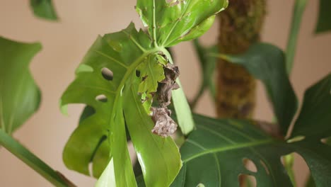 damaged monstera leaf