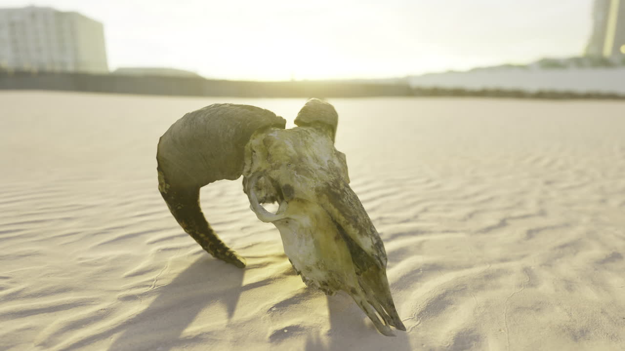 Skull remains on sandy shore during sunset at coastal location
