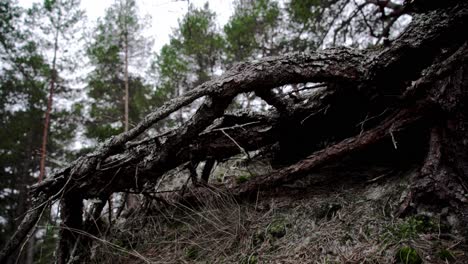 Coastline's pine forest with more than hundred years old roots