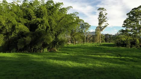 Cinematic-shot-of-giant-bamboo-plant-amid-green-pastures-on-a-sunny-afternoon