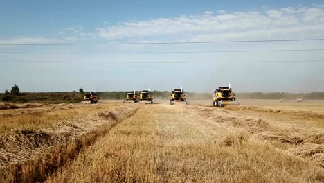 los cosechadores cosechan el trigo