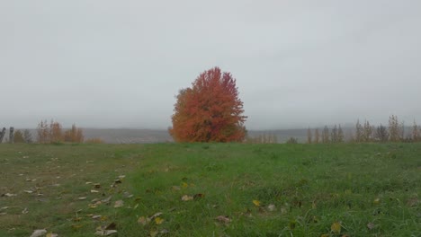 Einsamer-Baum-Im-Herbst-In-Island