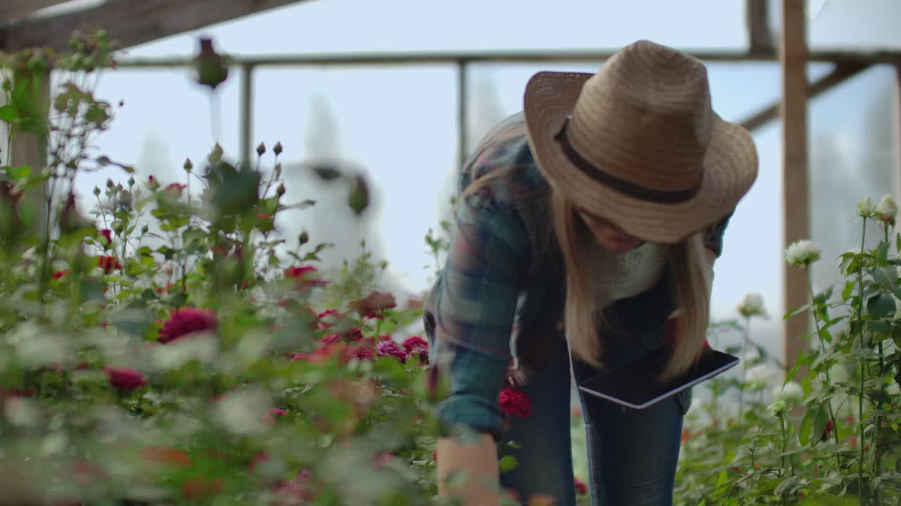 Woman gardener in a hat looking for flowers. A modern Florist uses a tablet computer to analyze the yield of flowers