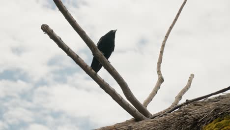 Amsel,-Sperlingsvogel,-Bekannt-Für-Sein-überwiegend-Schwarzes-Gefieder