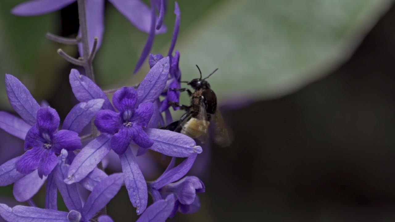 A close-up view of a fuzzy bumblebee, actively foraging for nectar from a cluster of vibrant purple, star-shaped flowers.