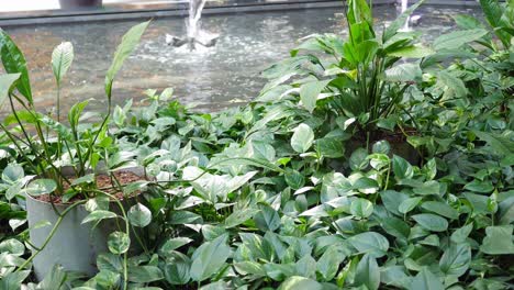 indoor garden with plants and water feature