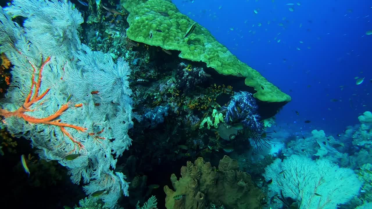 Colorful tropical sea fan in a coral garden