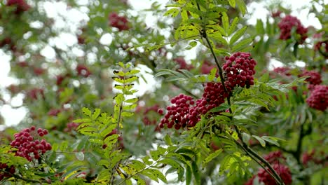 lots of sorbus fruits on the european rowan tree