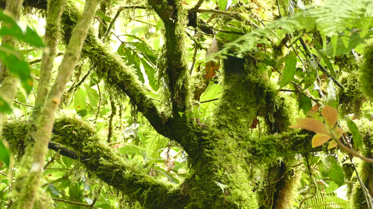 hermosas ramas cubiertas de musgo de un árbol con un pájaro esperando alrededor de la rama