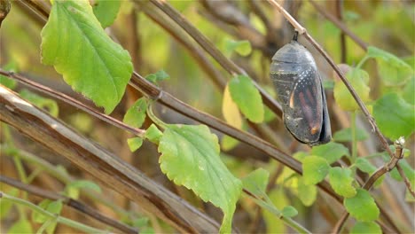 Zeitraffer-Eines-Monarchfalters-Danaus-Plexippus,-Der-Aus-Seiner-Puppe-In-Eichenansicht-Kalifornien-Wieder-Auftaucht