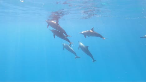 Dolphin-pod-swims-up-to-the-surface-for-air-in-tropical-blue-crystal-clear-water