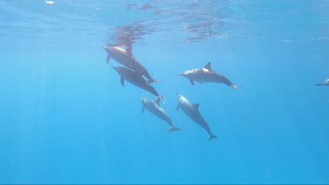 dolphin pod swims up to the surface for air in tropical blue crystal clear water