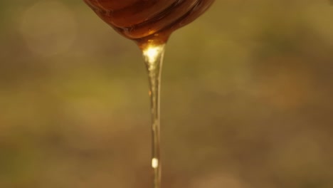 honey dripping from honeycomb
