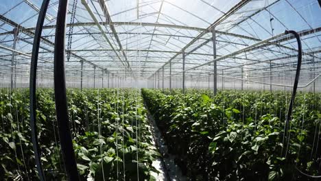 Row-of-green-plants-in-greenhouse-4k