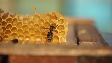 Bee-playing-on-a-wax-comb