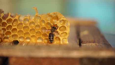 bee playing on a wax comb