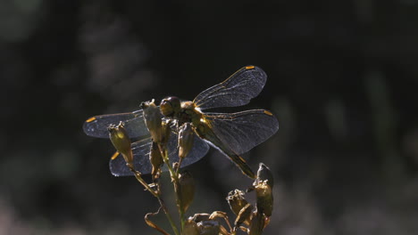 dragonfly on a flower