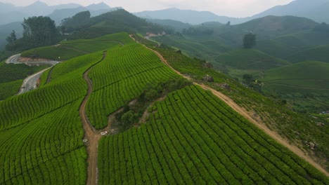 tomada aérea del dron de la tranquila belleza de los jardines de té y las colinas de munnar