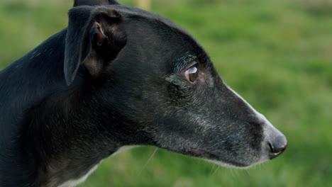 el galgo es un animal de compañía de cerca.
