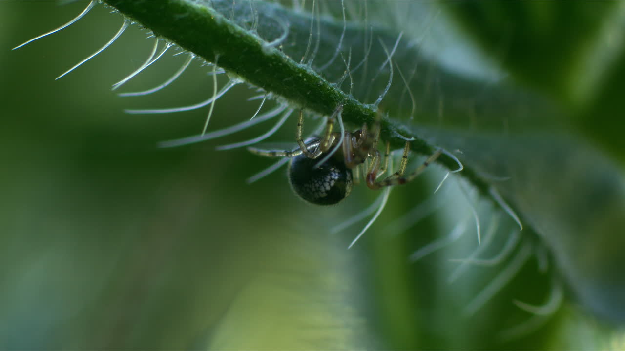 Tiny spider on underside of hairy plant, in nature, macro