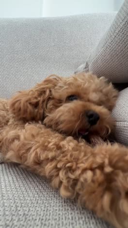 Fluffy Poodle with a Chew Toy on the Couch