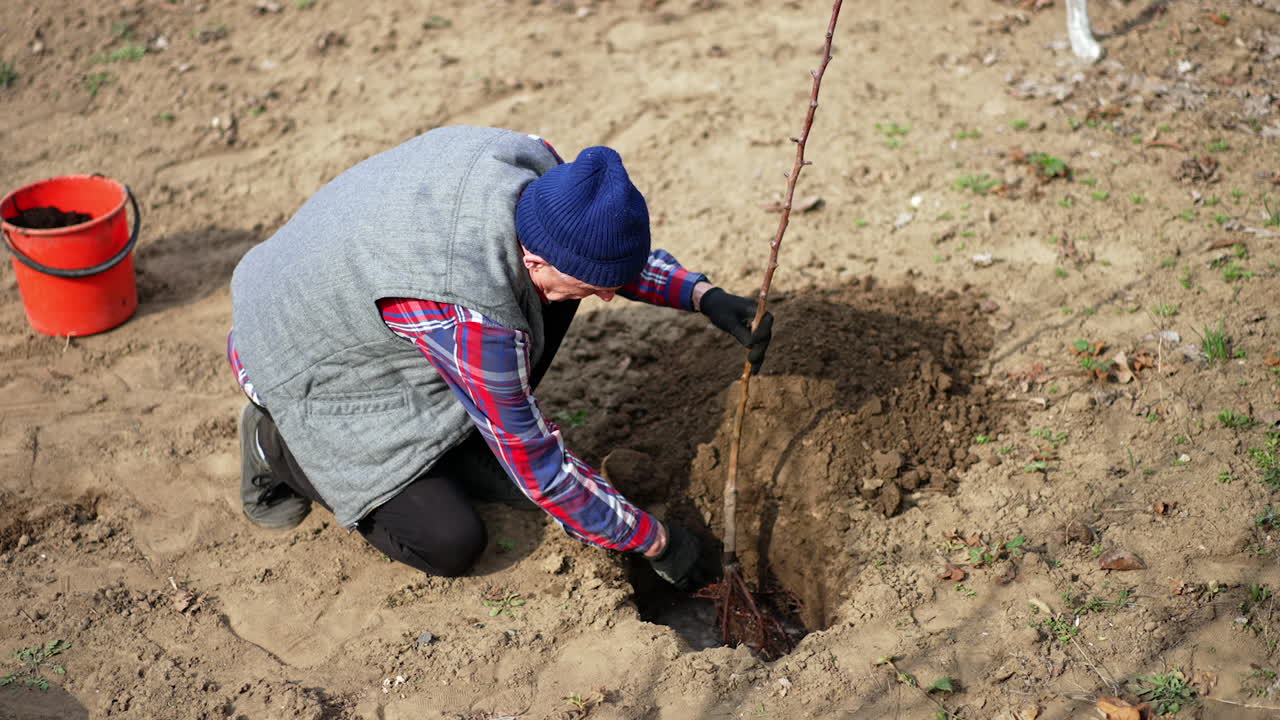 Adult man takes a young tree and puts it into the hole in the ground filled with water. Planting a fruit tree in the garden in spring.