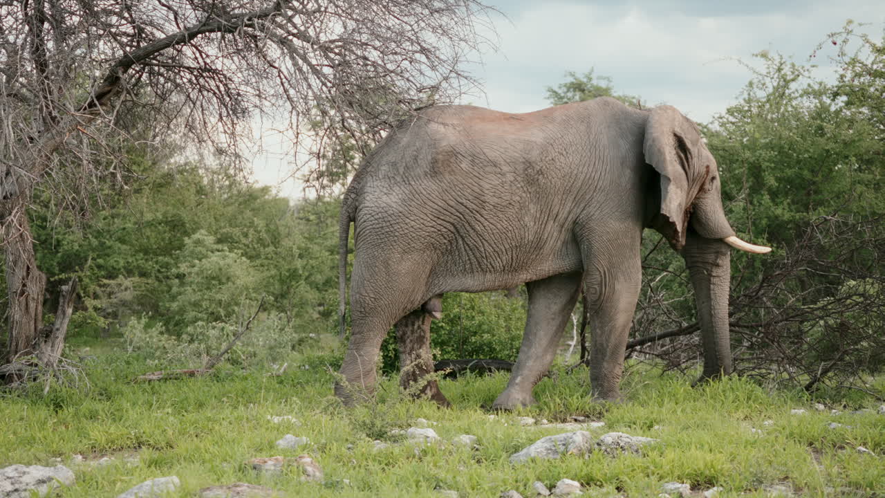 아프리카 사바나의 코끼리