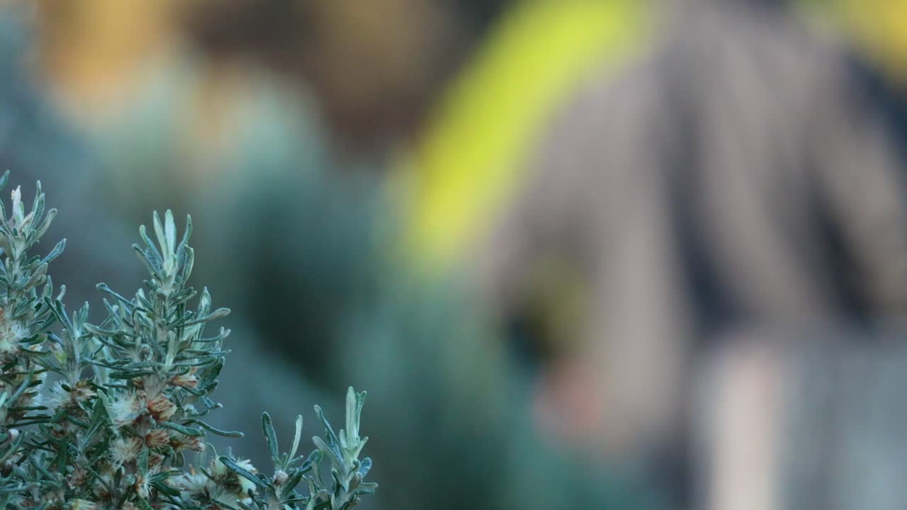 흐릿한 배경으로 해안 식물에 초점을 맞추십시오.