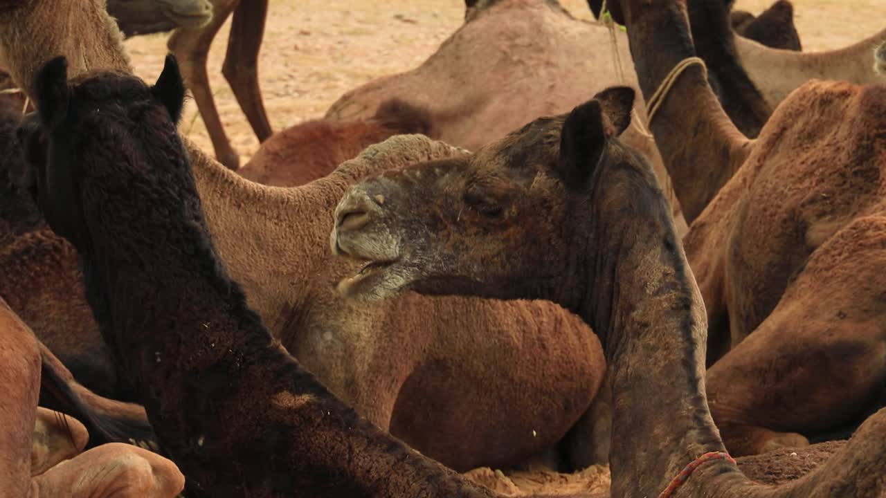 camellos en la feria de pushkar, también llamada feria de camellos de pushkar o localmente como kartik mela es una feria anual de varios días de ganado y cultural que se celebra en la ciudad de pushkar, rajasthan, india.